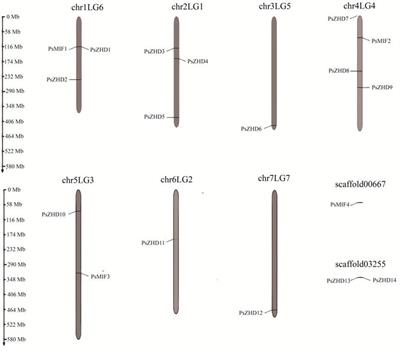 Genome-wide identification and expression analysis of the ZF-HD gene family in pea (Pisum sativum L.)